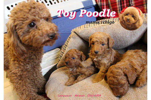 販売中のトイプードルの親犬